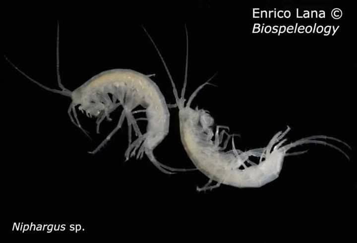 Due piccoli crostacei anfipodi bianchi e ricurvi, su fondo nero