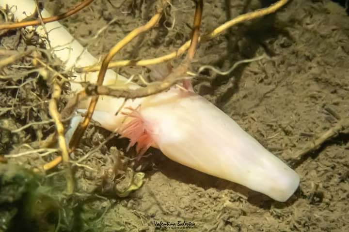 Testa di proteo bianca e allungata, con le branchie piumose rosa, tra radici e sedimento